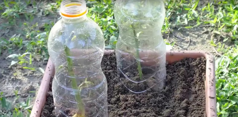 rose planting pot