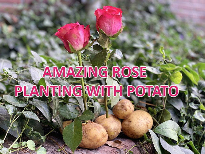 rose-potato