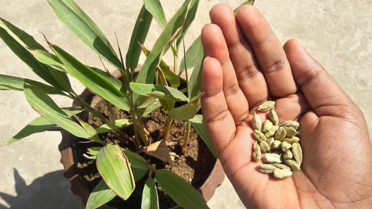 cardamom plant