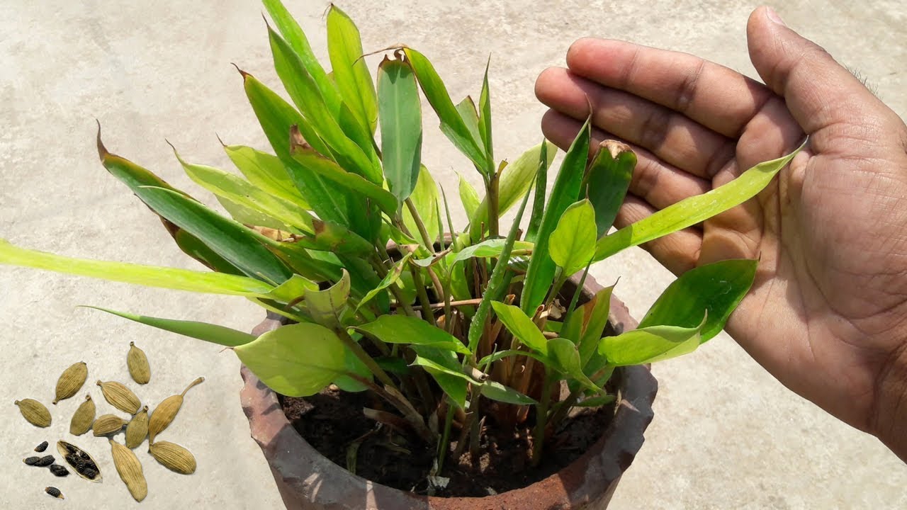 Elaichi Plant