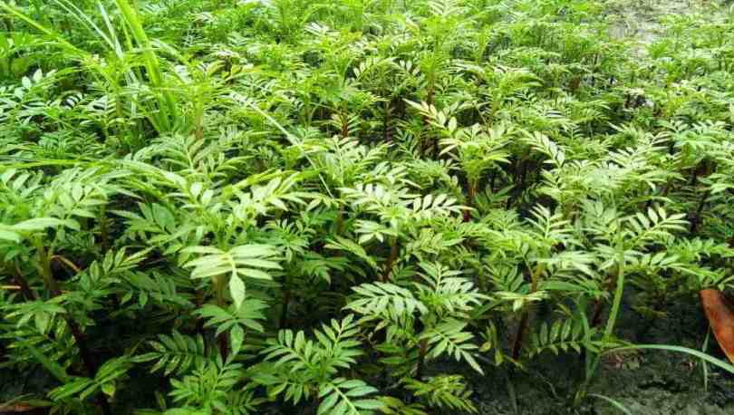 marigold leaves