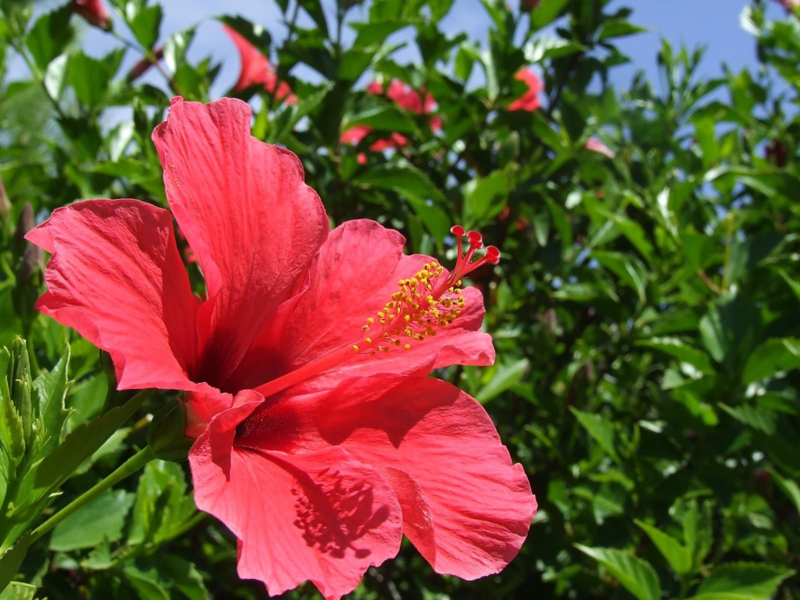 hibiscus flower