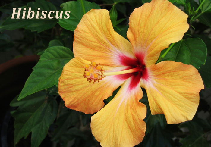 hibiscus