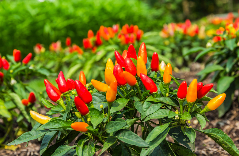 how-to-grow-chillies