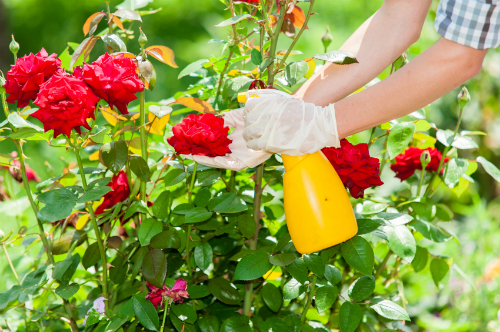 Rose planting