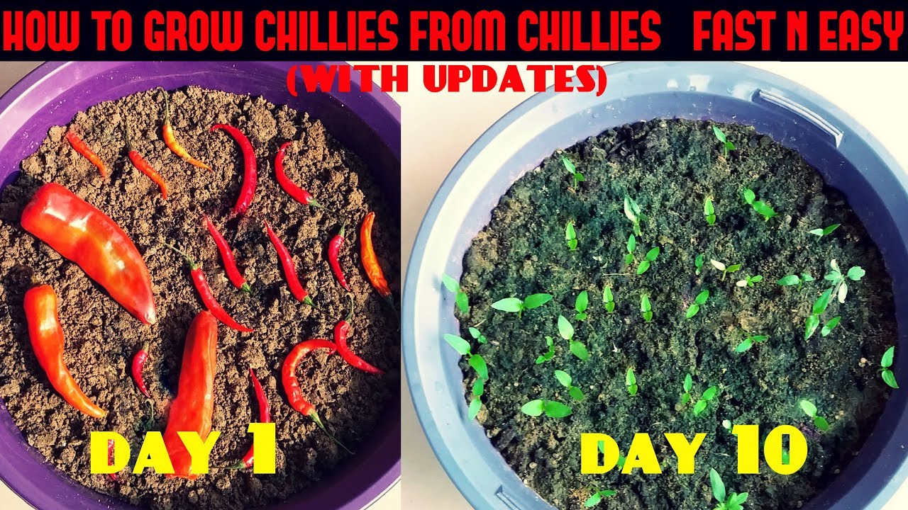 chillies