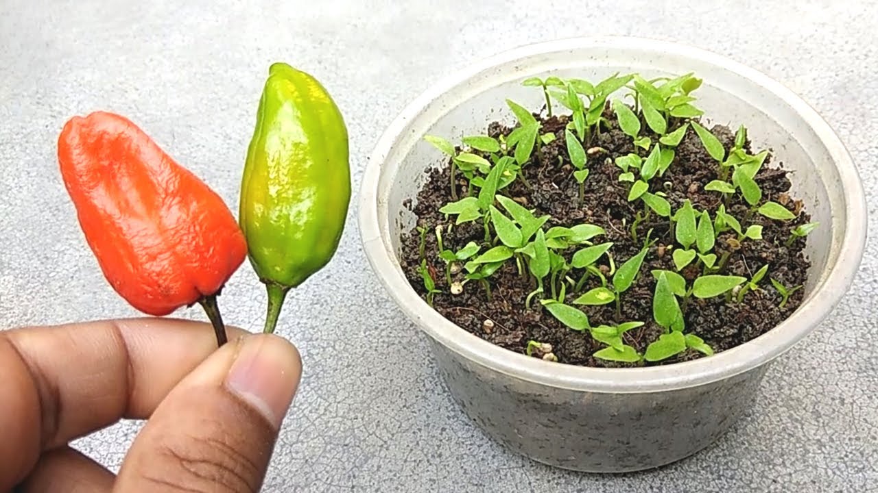 CHILLIES AT HOME