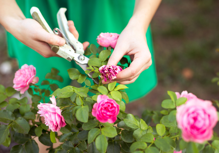  ROSE PLANT CARE