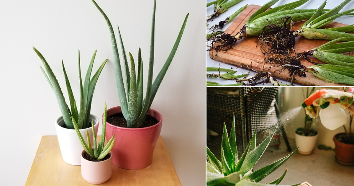 how to grow aloe vera plant