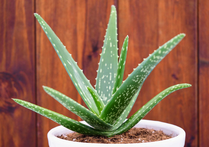 aloe-vera