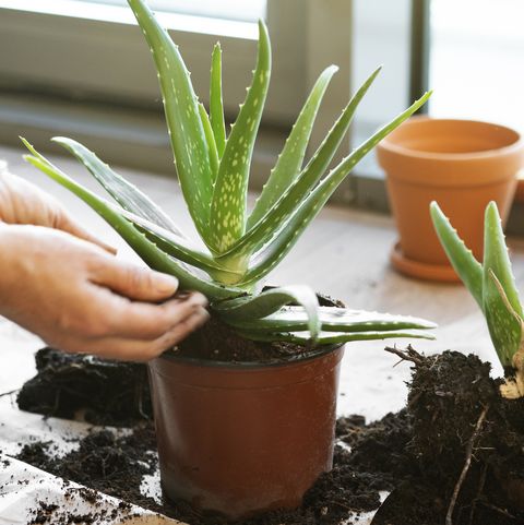  aloe vera plant at home