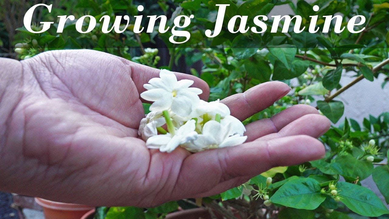 Jasmine