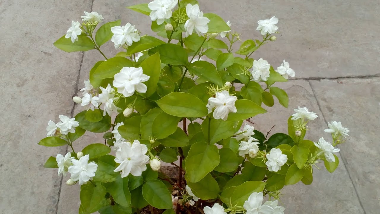  MOGRA PLANT IN POT