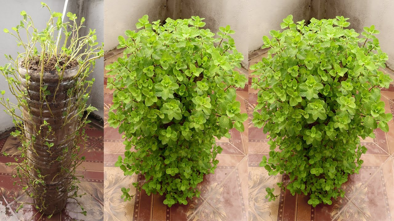 PLANT MINT WITH PLASTIC BOTTLES