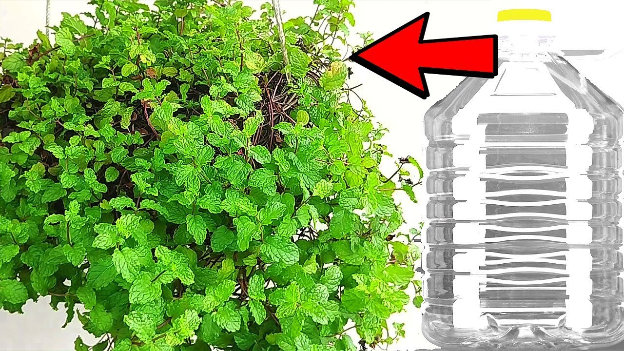 mint plant